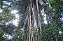 The amazing Cathedral Fig Tree